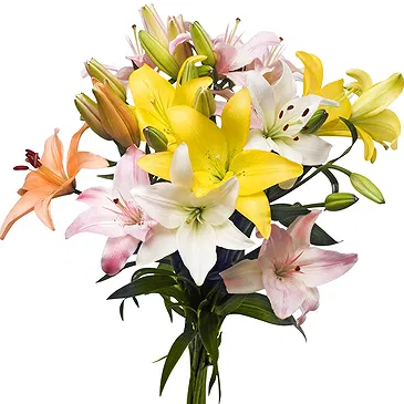 Oman flowers  -  Vivid Lilies Flower Bouquet/Arrangement