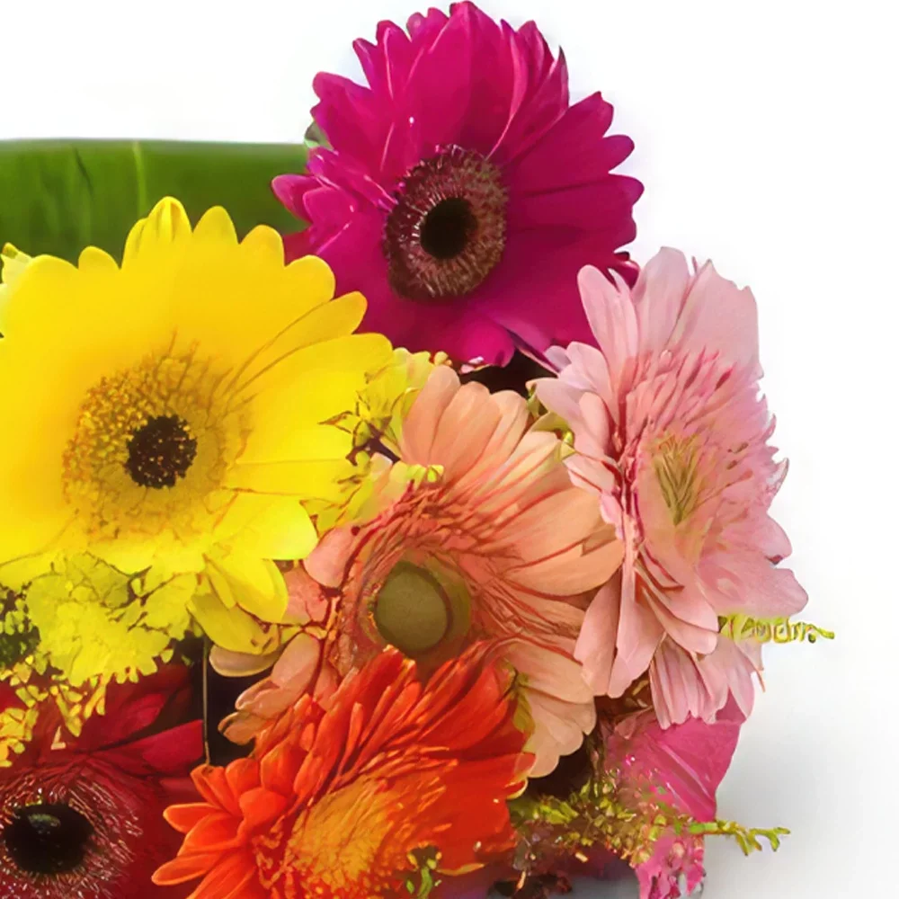 São Paulo blomster- Bukett med 8 fargerike Gerberas Blomsterarrangementer bukett