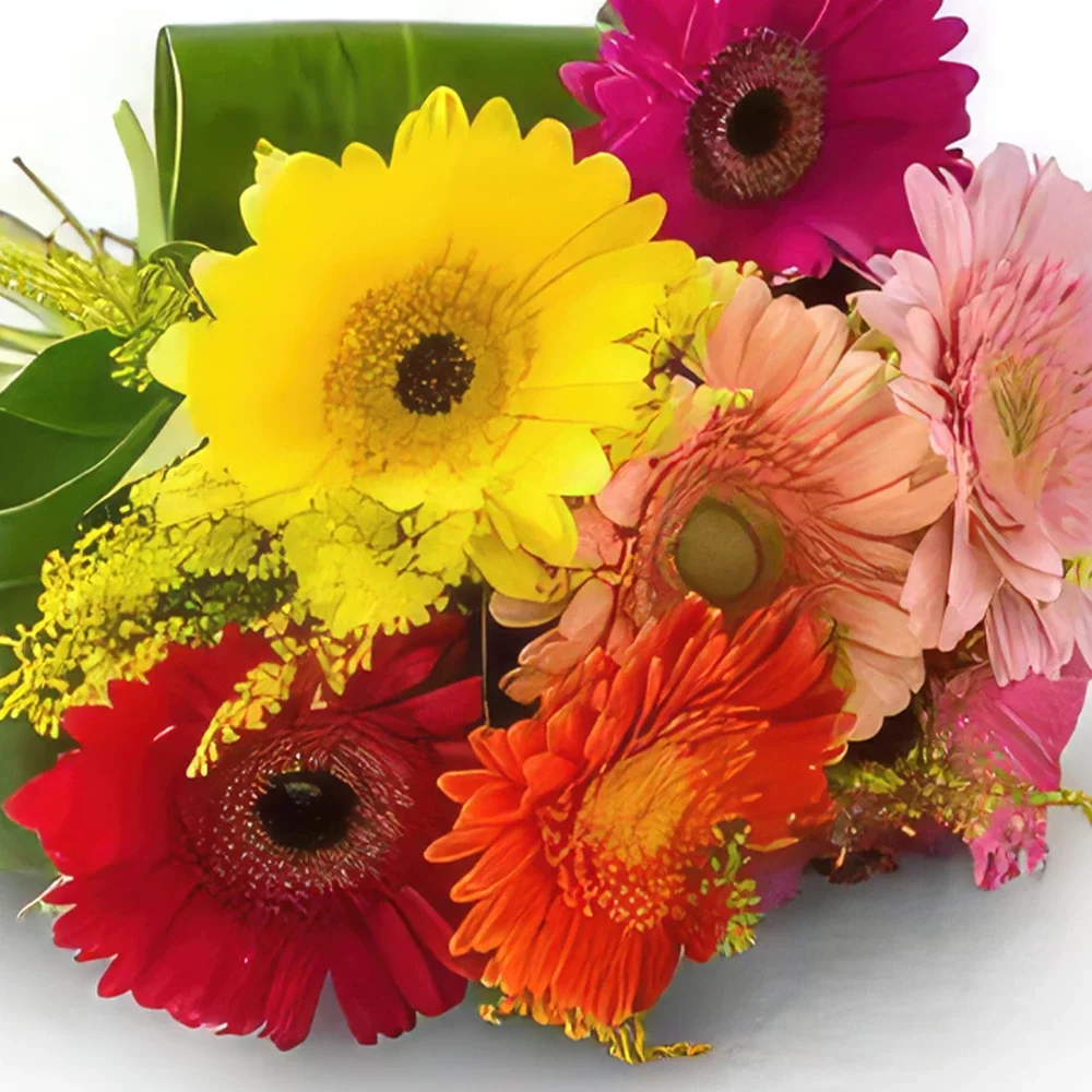 São Paulo blomster- Bukett med 8 fargerike Gerberas Blomsterarrangementer bukett