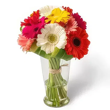 Brasilien Blumen Florist- 12 Bunte Gerberas in Vase Bouquet/Blumenschmuck