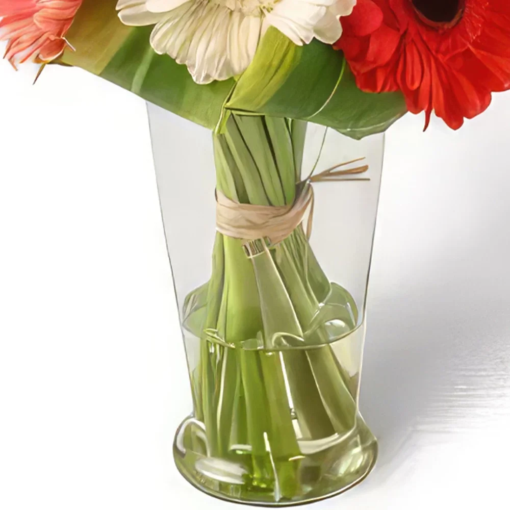 Fortaleza flowers  -  12 Colorful Gerberas in Vase Flower Bouquet/Arrangement