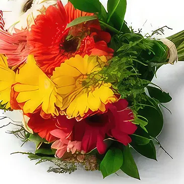 Frecheirinha flowers  -  Bouquet of 12 Gerberas Flower Bouquet/Arrangement