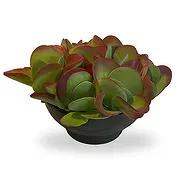 Jette Fleuriste en ligne - Jardinage d'intérieur Bouquet