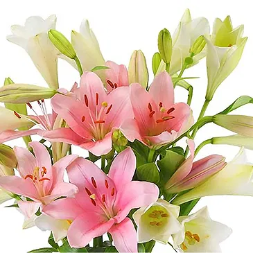 Maastricht Blumen Florist- Charmanter Anfang Bouquet/Blumenschmuck