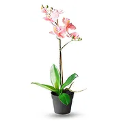 Marielund Online blomsterbutikk - Fersken orkide phalaenopsys plante Bukett
