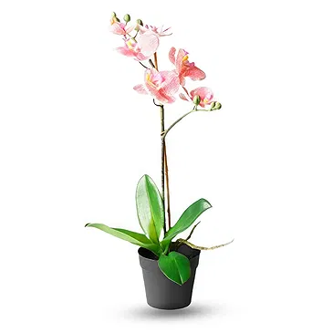 Ibiza flowers  -  Peach orchid phalaenopsys plant Flower Bouquet/Arrangement