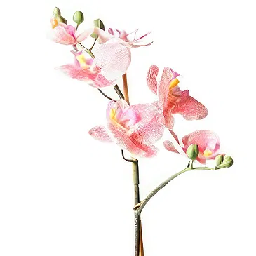 Ibiza flowers  -  Peach orchid phalaenopsys plant Flower Bouquet/Arrangement