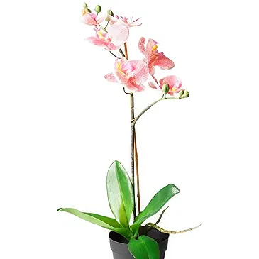 Ibiza flowers  -  Peach orchid phalaenopsys plant Flower Bouquet/Arrangement