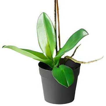 Ibiza flowers  -  Peach orchid phalaenopsys plant Flower Bouquet/Arrangement
