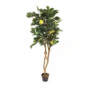 Versciaco di Sopra online Florist - Lemon Plant Bouquet