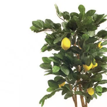 Vignone flowers  -  Lemon Plant Flower Bouquet/Arrangement
