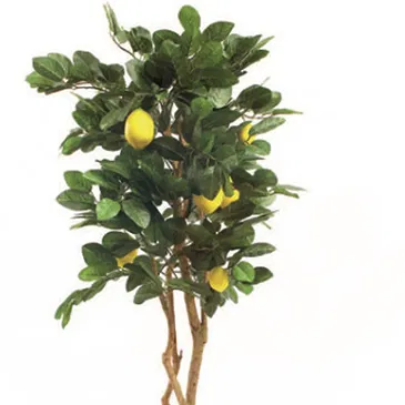 Vignone flowers  -  Lemon Plant Flower Bouquet/Arrangement