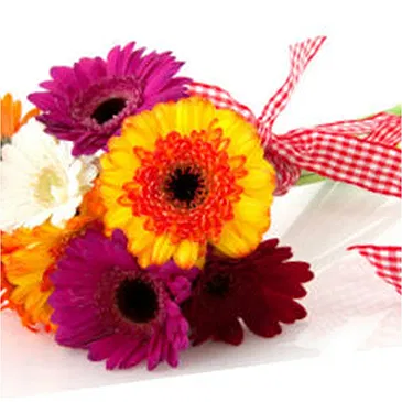 Capriolo flowers  -  Bouquet of Gerberas and Soft Toys Flower Bouquet/Arrangement