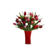 Ad Dilam Online blomsterbutikk - Blandede tulipaner Bukett