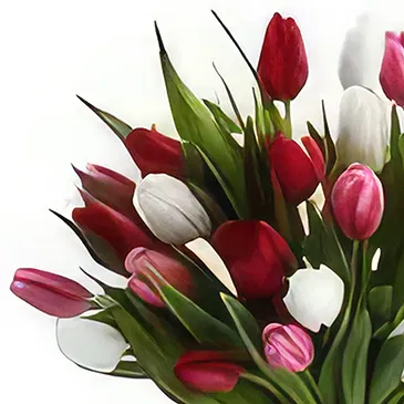 Ad Dilam blomster- Blandede tulipaner Blomsterarrangementer bukett