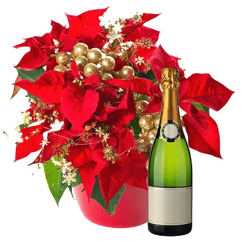 Pattaya flowers  -  Golden Red Poinsettia with Wine Flower Delivery