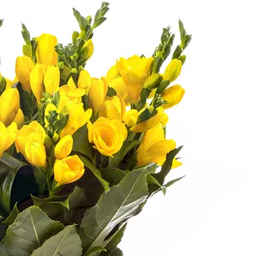 Italy flowers  -  Yellow freesias Flower Bouquet/Arrangement