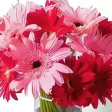 Al ain flowers  -  Gorgeous Gerberas Flower Bouquet/Arrangement