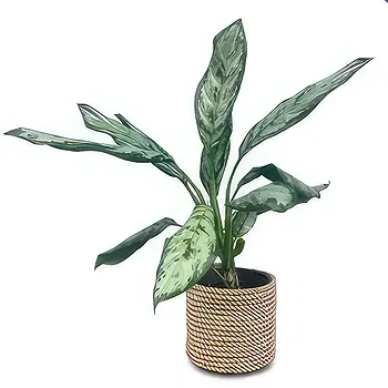 fleuriste fleurs de Beit el kiko- Tout vert Fleur Livraison