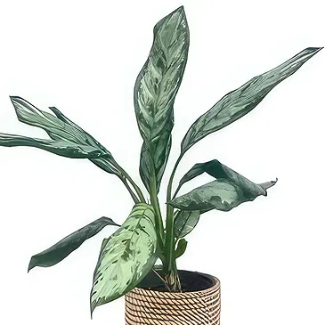fleuriste fleurs de Beit el kiko- Tout vert Bouquet/Arrangement floral