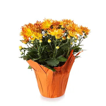 Vignone flowers  -  Carnation Plant Flower Bouquet/Arrangement