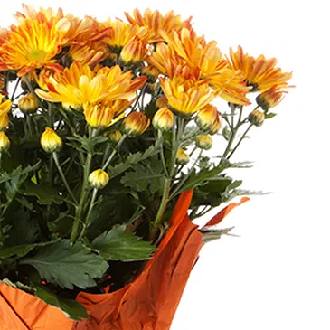Vignone flowers  -  Carnation Plant Flower Bouquet/Arrangement