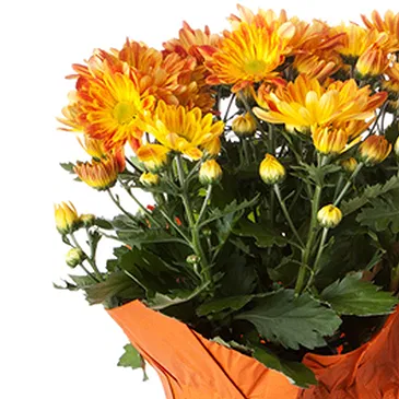 Vignone flowers  -  Carnation Plant Flower Bouquet/Arrangement