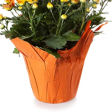 Vignone flowers  -  Carnation Plant Flower Bouquet/Arrangement