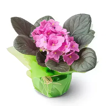 Brazil flowers  -  Violet Vase for Gift Flower Delivery