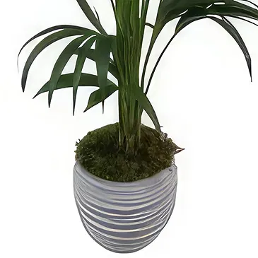Cala Llonga flowers  -  Green Fusion Flower Bouquet/Arrangement