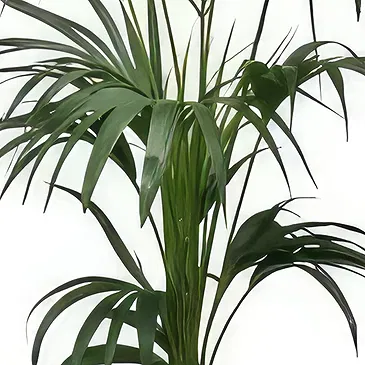 Cala Llonga flowers  -  Green Fusion Flower Bouquet/Arrangement