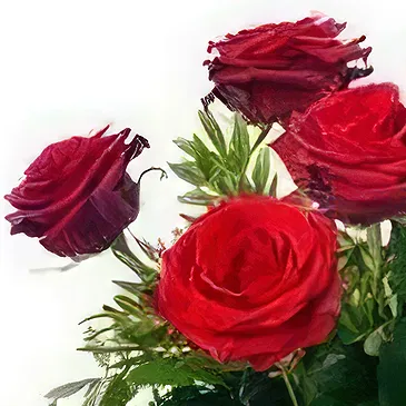 Prokuplje flowers  -  Lush Red Roses Flower Bouquet/Arrangement