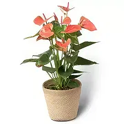 Budapest online Florist - POTTED FLAMINGO - PLANT Bouquet