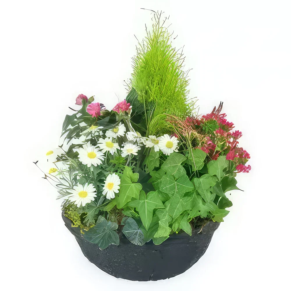 Тарб цветы- Hedera Розово-белая чашка для растений Цветочный букет/композиция