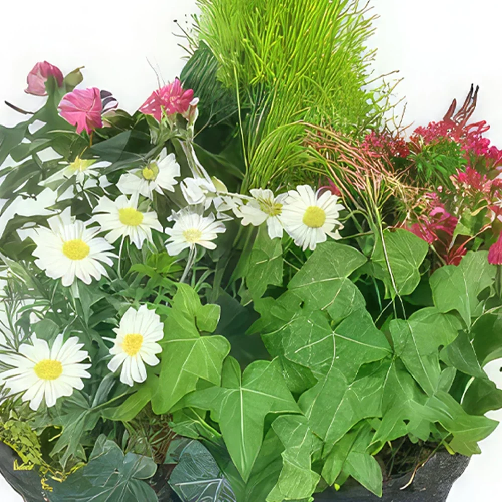 Paris blomster- Hedera Pink & White Plant Cup Blomst buket/Arrangement