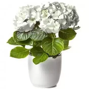 France flowers  -  White Hydrangea Flower Delivery