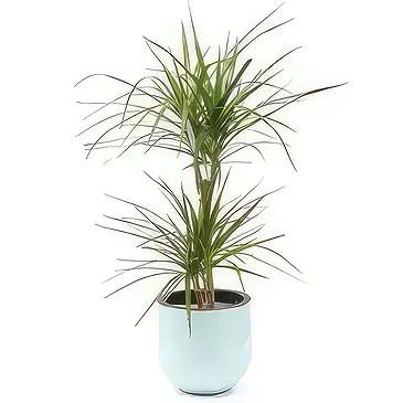 fiorista fiori di Laval- Pianta d'appartamento Atilla la Dracaena Bouquet floreale