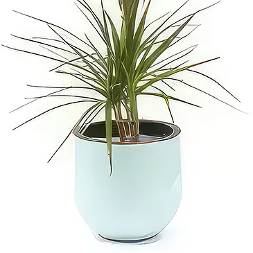 fiorista fiori di Laval- Pianta d'appartamento Atilla la Dracaena Bouquet floreale