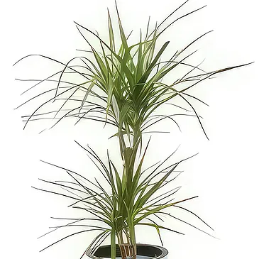 fiorista fiori di Laval- Pianta d'appartamento Atilla la Dracaena Bouquet floreale
