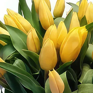 Cala Llonga flowers  -  Ice Cube Arrangement Flower Bouquet/Arrangement