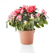 Firenze Fiorista online - Azalea rosa Mazzo