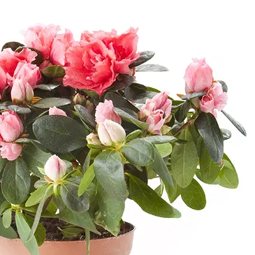 fleuriste fleurs de Castelguidone- Azalée rose Bouquet/Arrangement floral