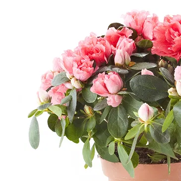 fleuriste fleurs de Castelguidone- Azalée rose Bouquet/Arrangement floral