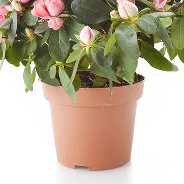 fleuriste fleurs de Castelguidone- Azalée rose Bouquet/Arrangement floral