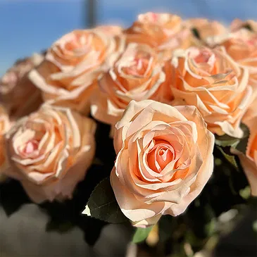 Halta blomster- Imperial Cream Roses Blomsterarrangementer bukett