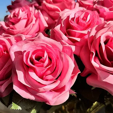 Halta blomster- Imperial rosa roser Blomsterarrangementer bukett
