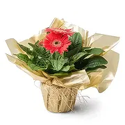 Brasília Online blomsterbutikk - Plantet Gerberas Bukett