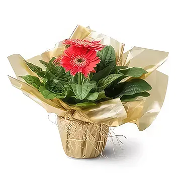 Brazil flowers  -  Planted Gerberas Flower Delivery