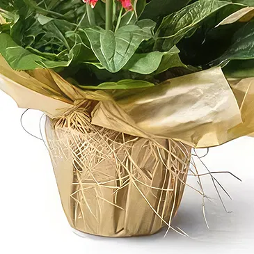 Santa Maria flowers  -  Planted Gerberas Flower Bouquet/Arrangement