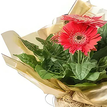Santa Maria flowers  -  Planted Gerberas Flower Bouquet/Arrangement